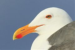 Western Gull